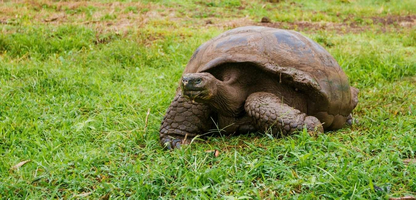 Galapagos Tortoises