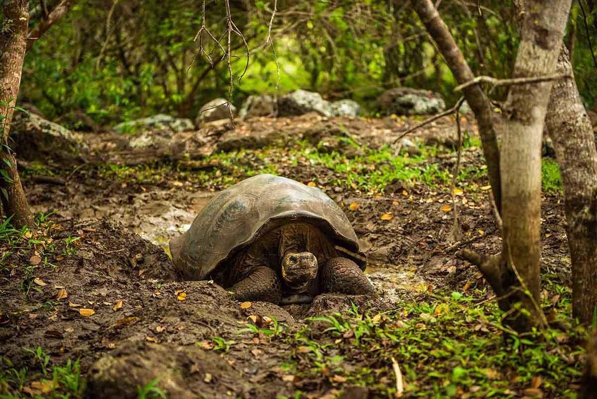 Galapagos catamaran west islands vacation itinerary 8 days M/C Anahi 