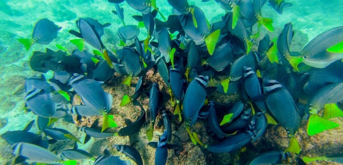 Fishes | Galapagos