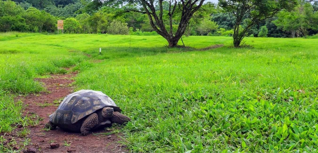 Galapagos land tour from Santa Cruz