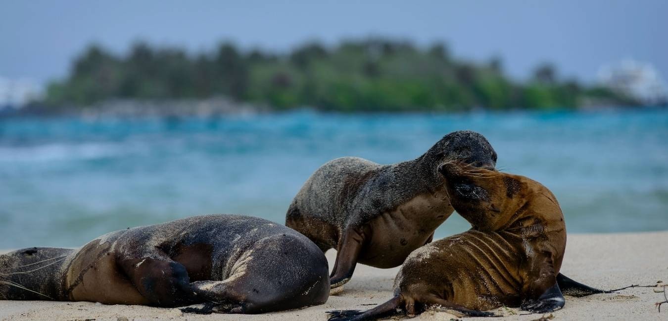 5 day Galapagos tour provided by Voyagers Travel