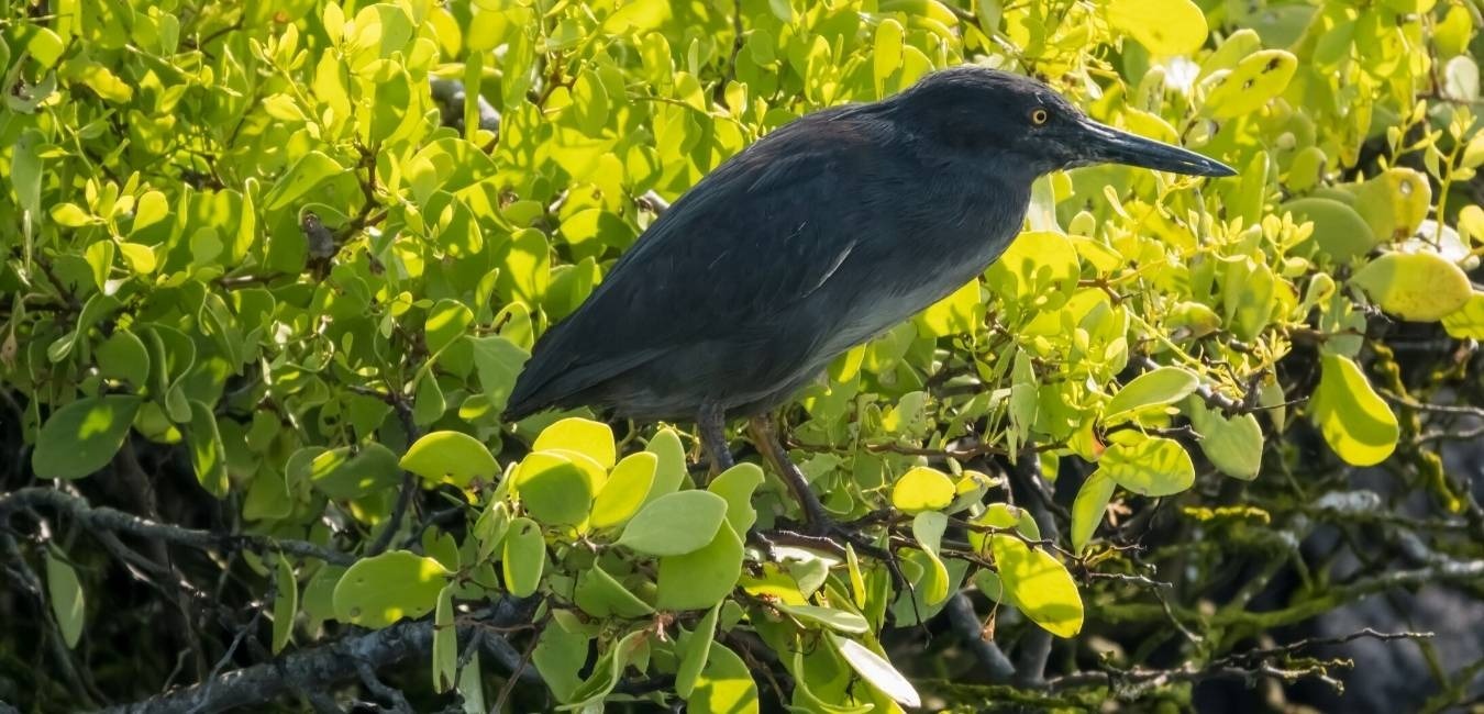 Santa Fe Island | Birds | Galapagos