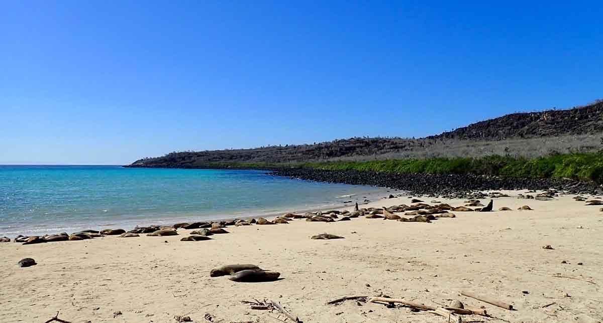 Galapagos 8 day east islands cruise on board the Endemic