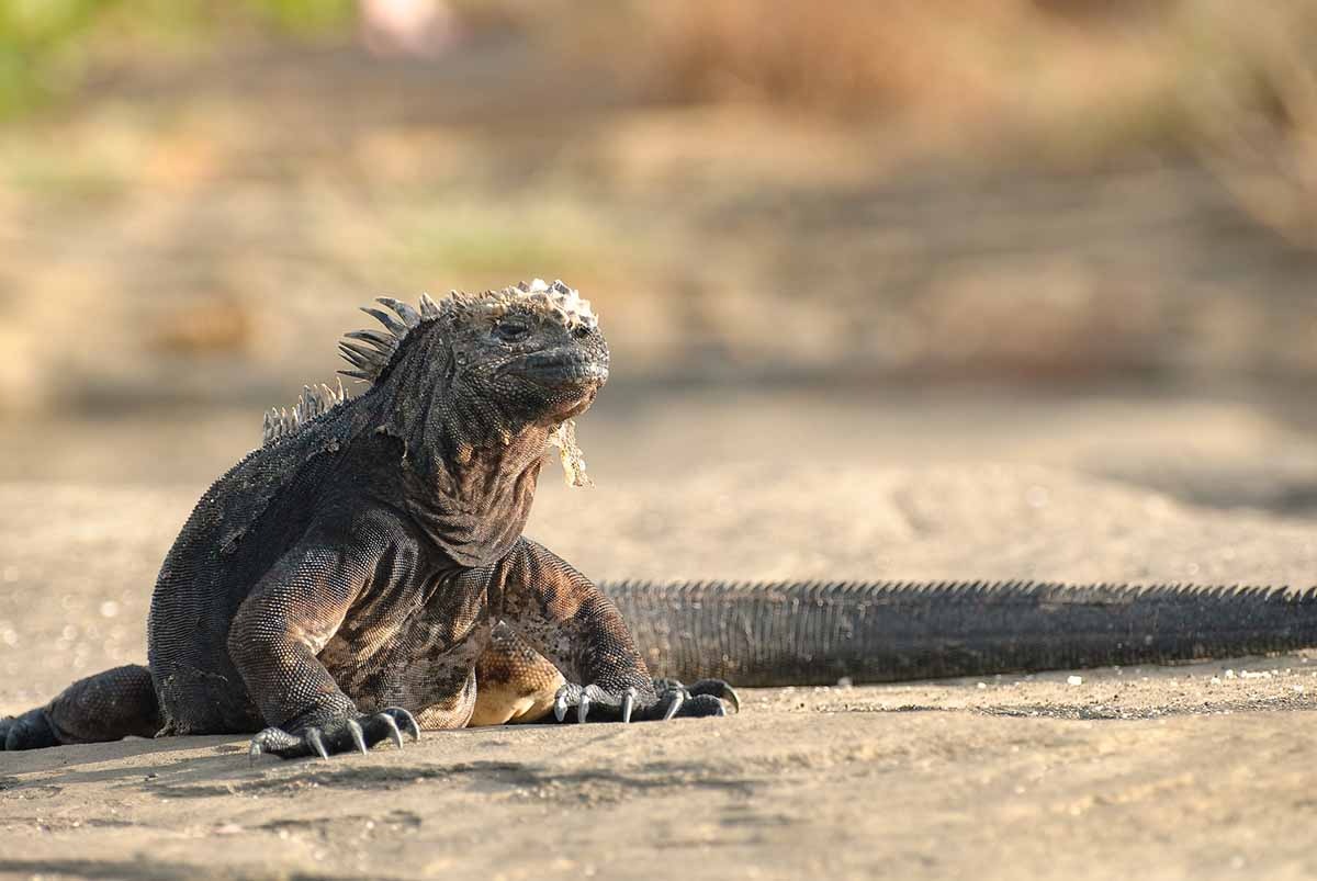 Sea Iguana
