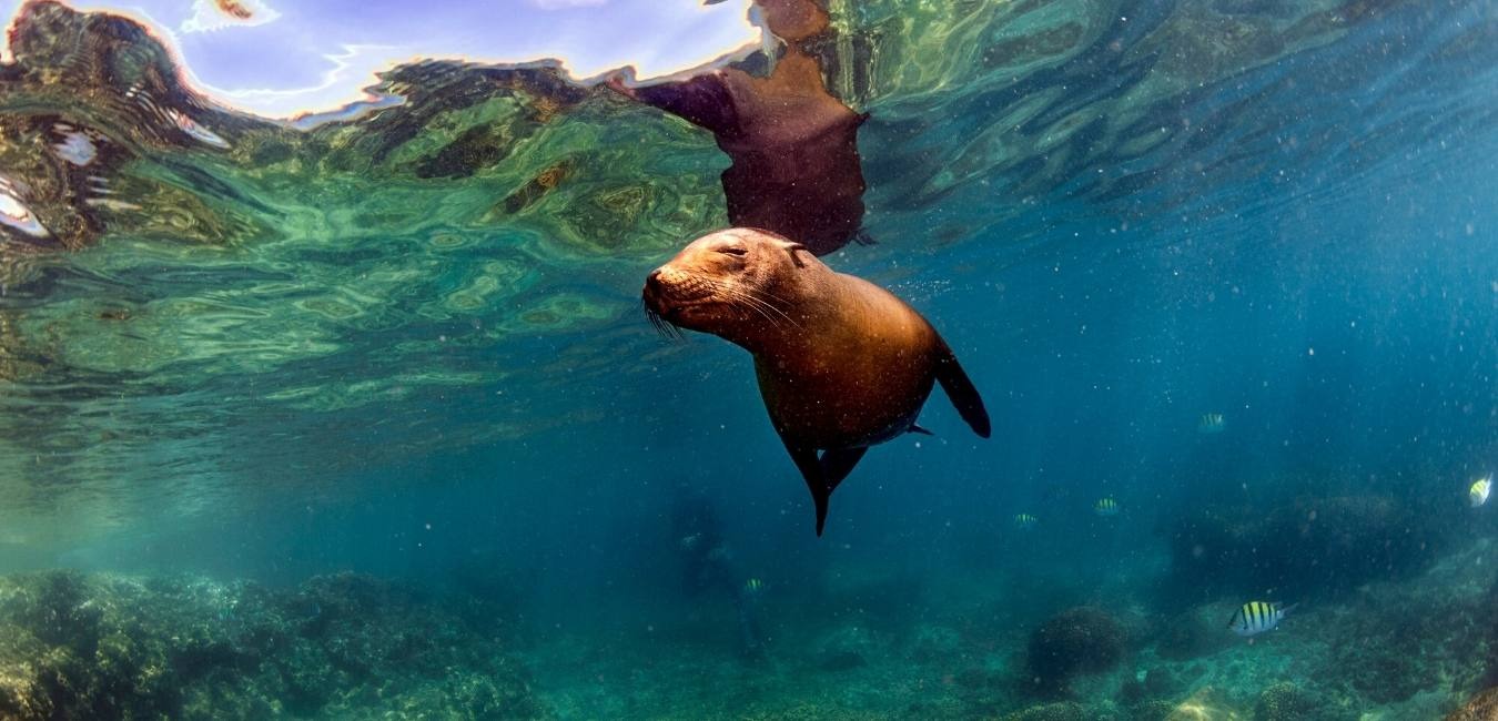 Puerto Ayora | Sea Lion | Galapagos Islands | South America Travel