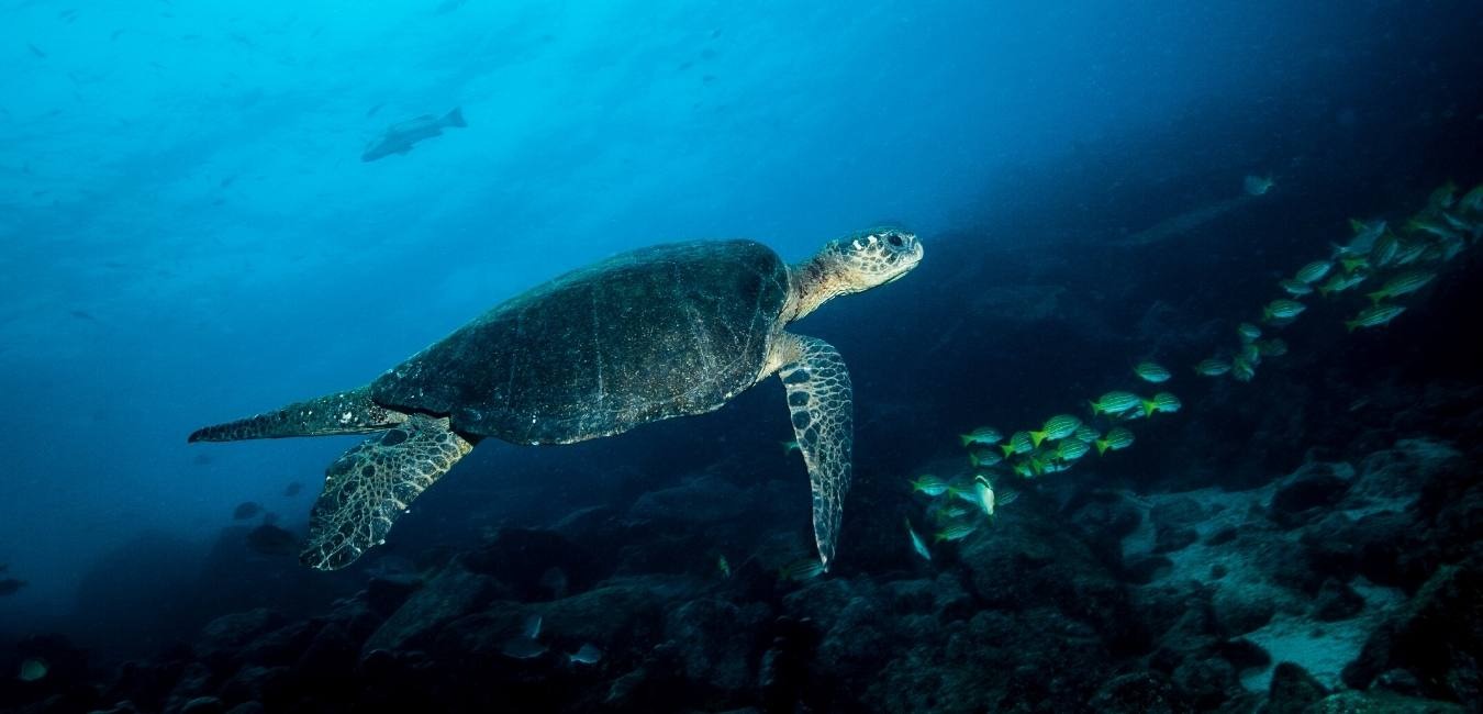 Bahía Elizabeth | Marine turtle | Galapagos Islands | South America Travel