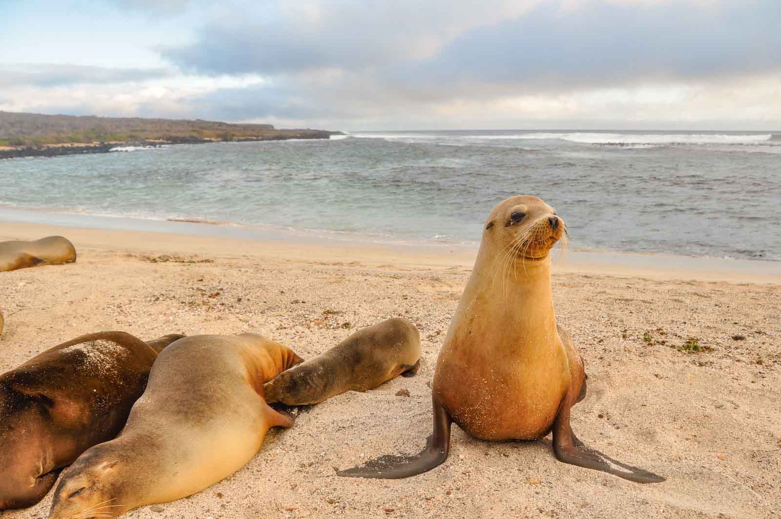  Galapagos | What Are Galapagos Islands Famous For? Discovering Nature's Wonders