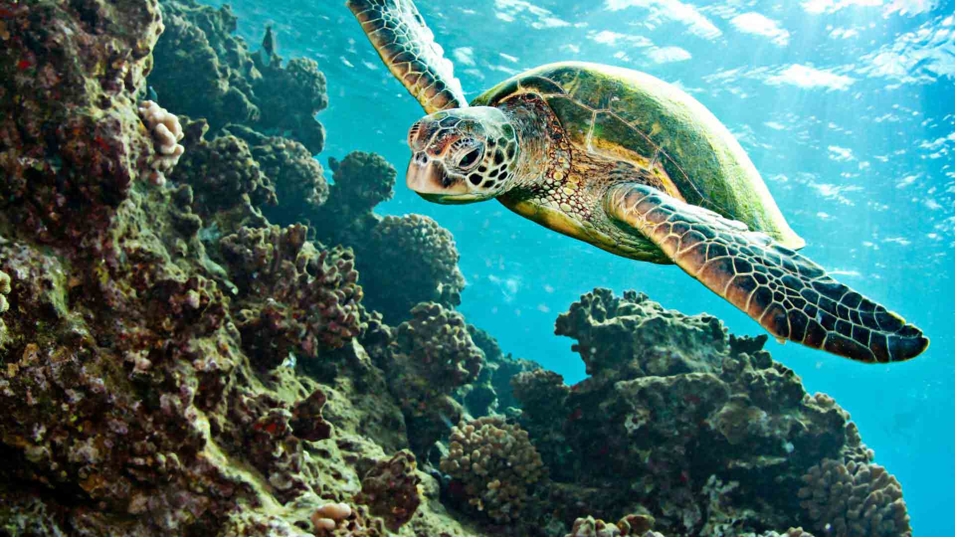Playa Las Bachas | Sea turtle | Galapagos Islands | South America Travel