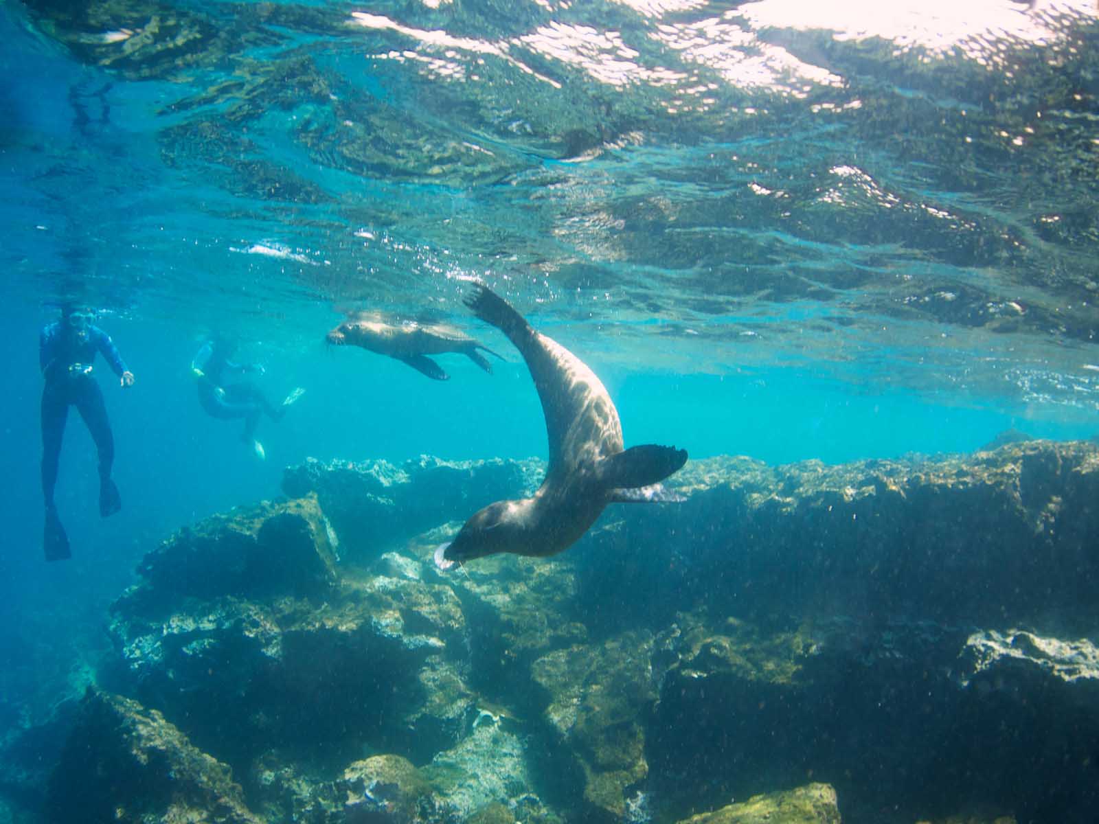 Snorkeling vs. Diving in the Galapagos Islands