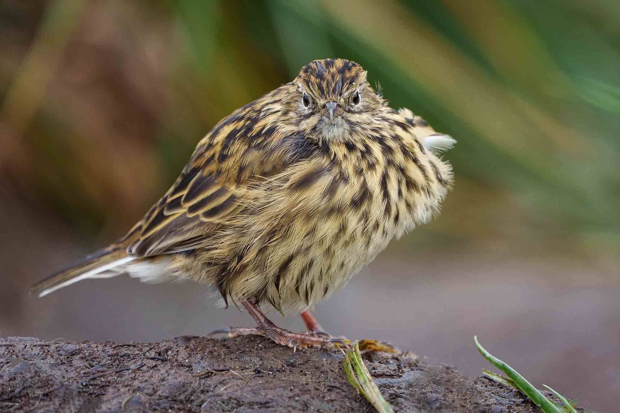  | Falkland | Bird