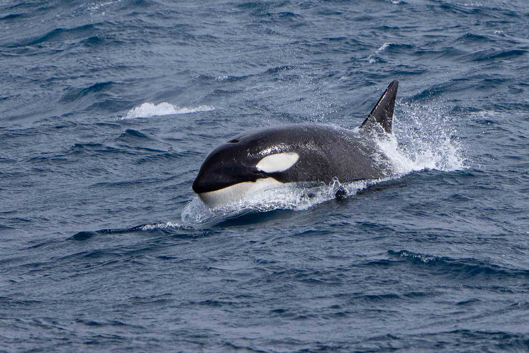  | Falkland | Orca | South America Travel