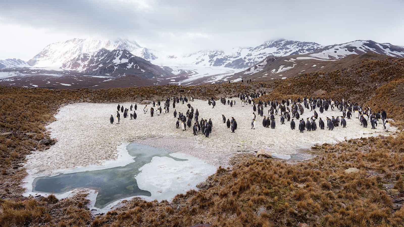 Falklands (Malvinas), South Georgia & Antarctica