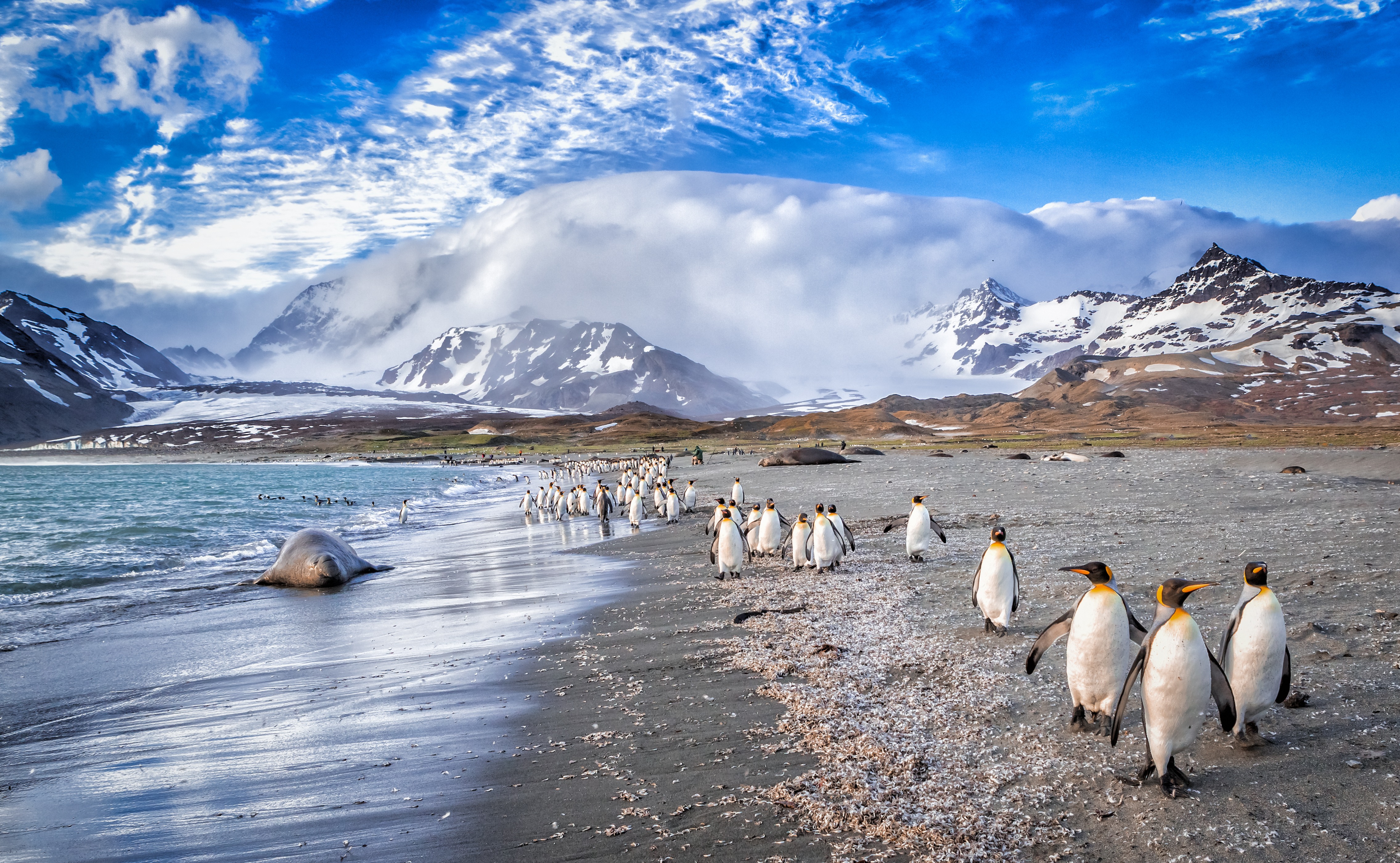 St. Andrews Bay | South Georgia | King penguins