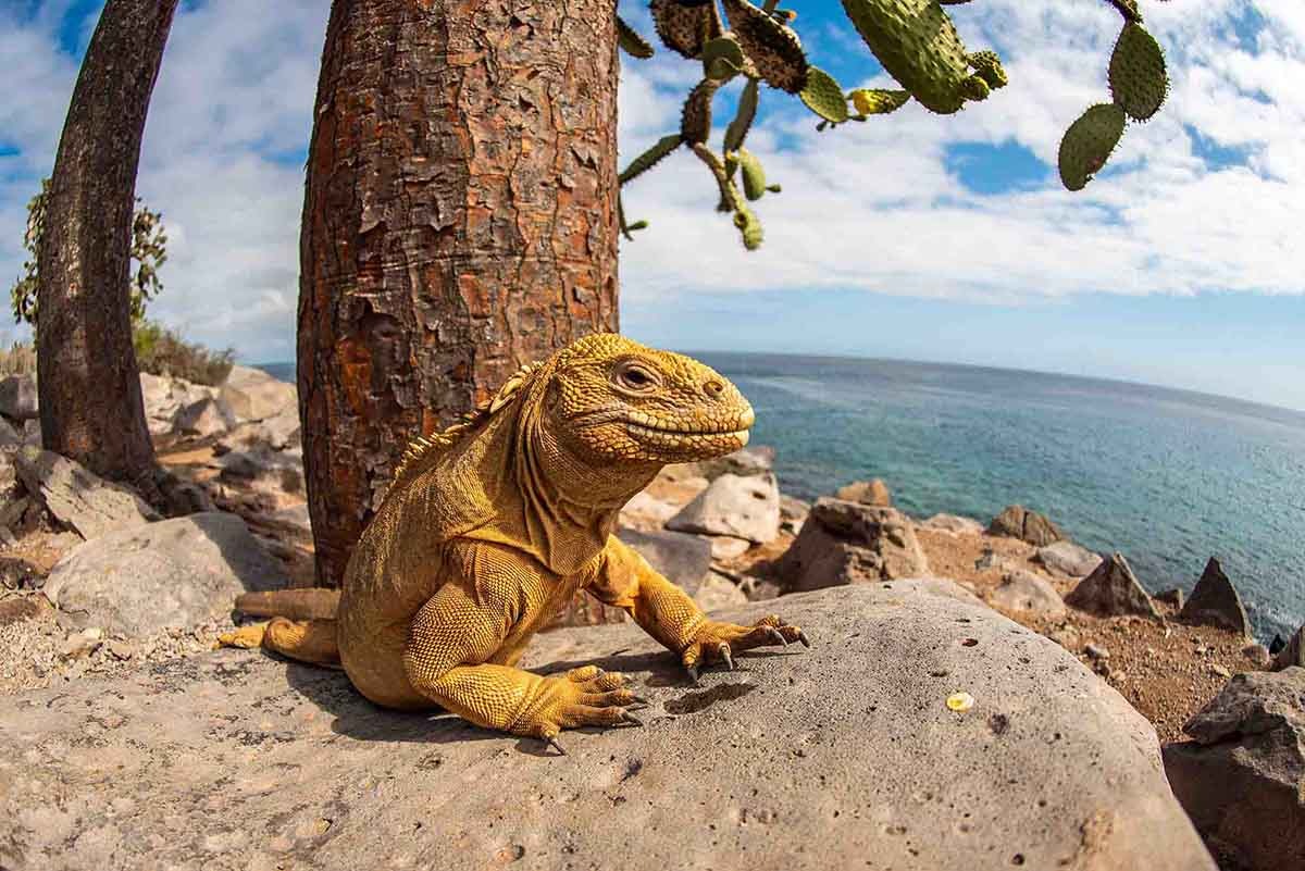 Land Iguana | Galapagos