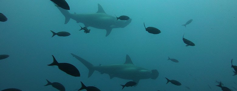  Galapagos | Scientists are fighting to protect a shark and turtle 'superhighway'