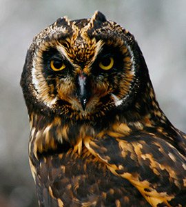 The Short-eared owl