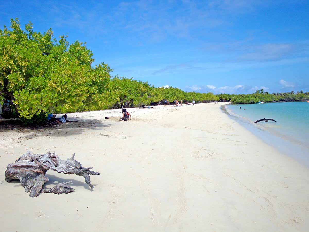  Galapagos | Tortuga Bay, Galapagos: A Comprehensive Guide for Your Visit (Climate, Location, Safety, Map, and More)