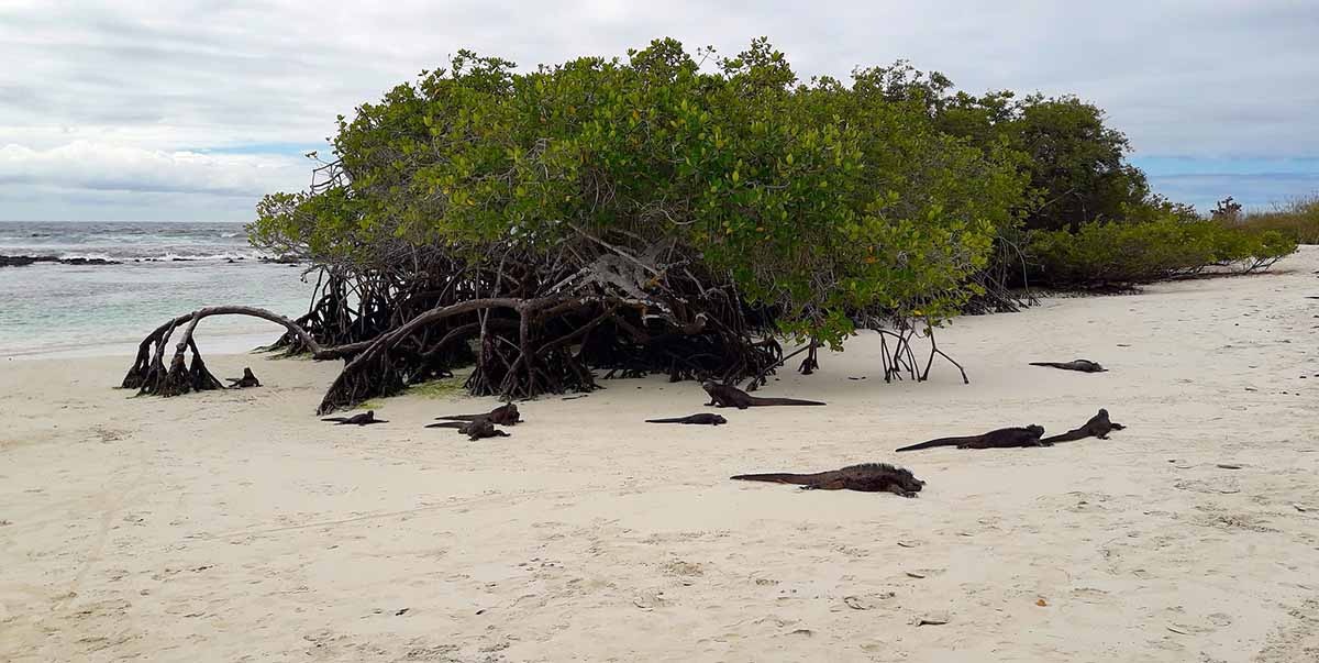 Tortuga Bay | Santa Cruz Island