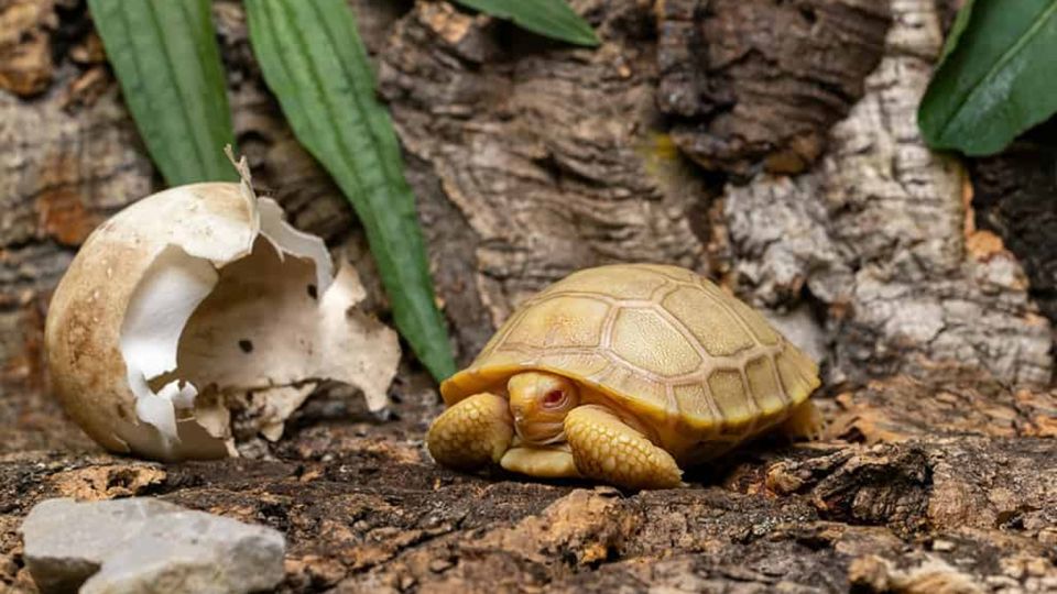  Galapagos | A Newborn Galapagos tortoise, this one is Albino and has a Swiss Passport