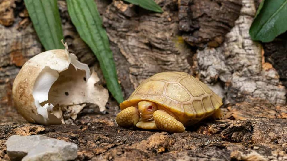 A Newborn Galapagos tortoise, this one is Albino and has a Swiss Passport