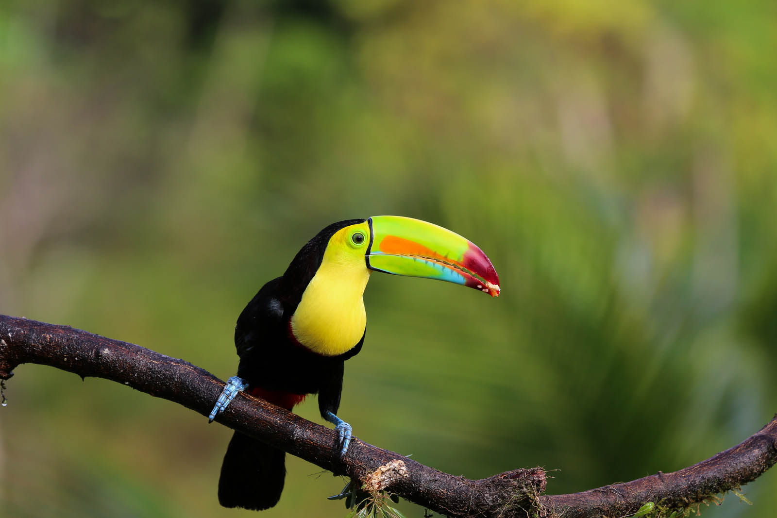 Toucan | Costa Rica