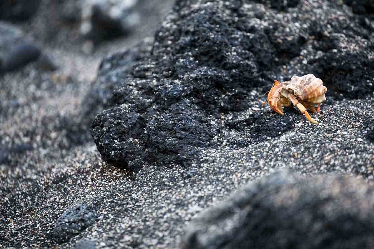 5 Day Galapagos Cruise: Your Ultimate Guide to Adventure and Wildlife