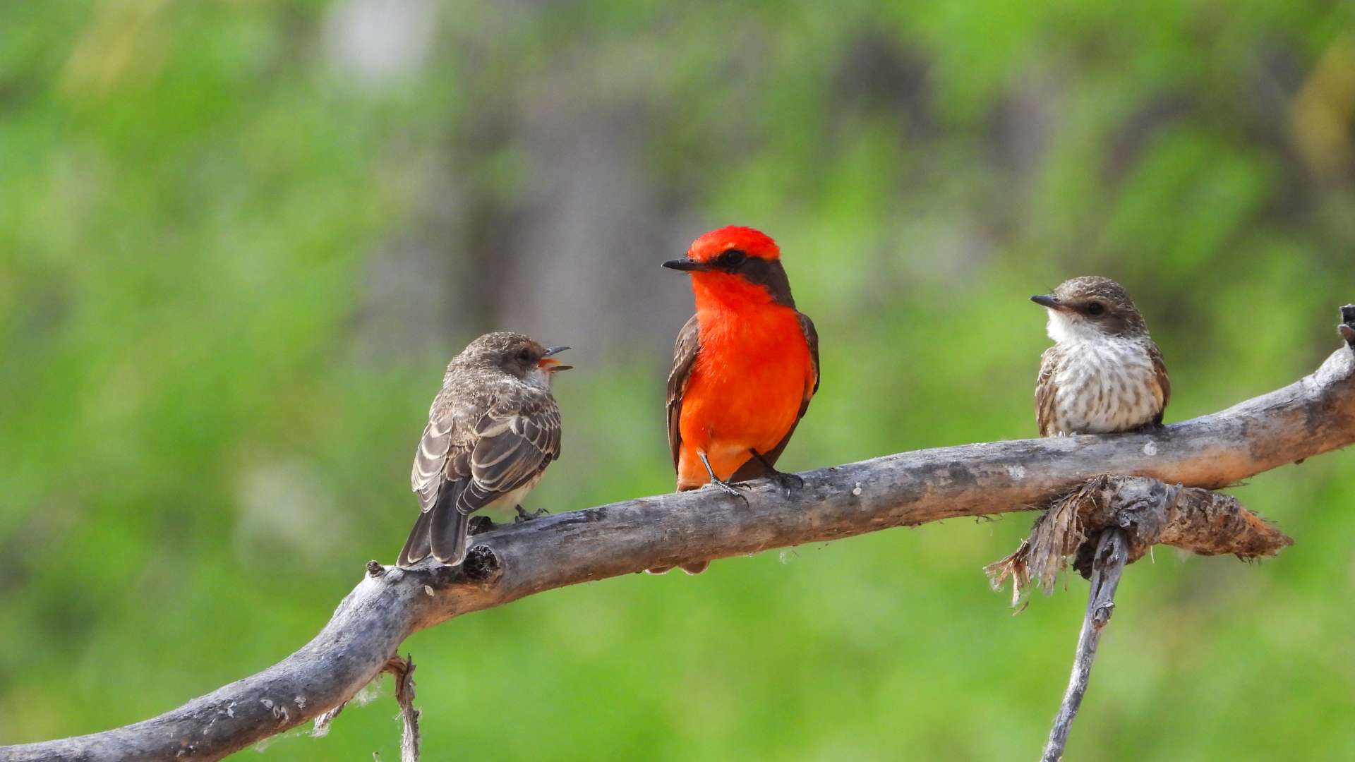 Monte Crocker | Vermillion flycatcher | Galapagos Islands | South America Travel