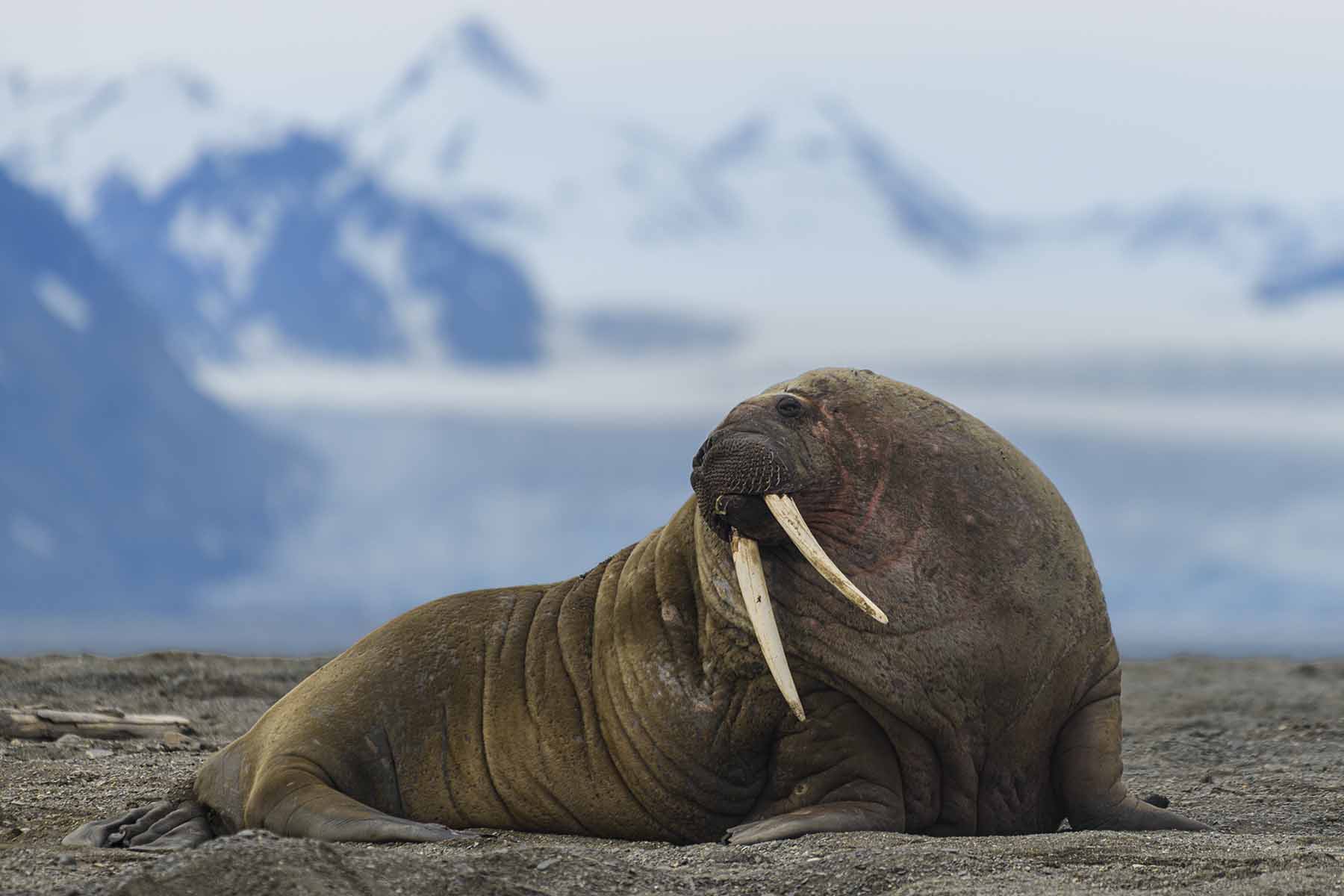 Walrus | Artic