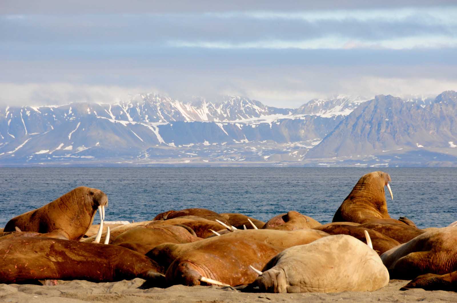 Icebergs, Fjords, Polar bears and Arctic wildlife