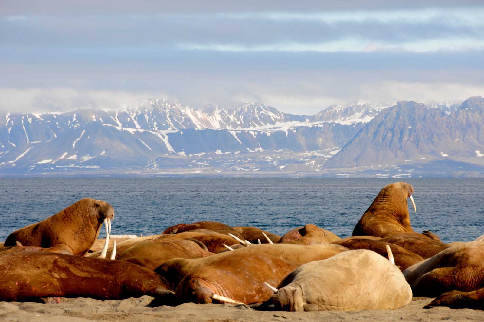 Poolepynten | Svalbard | Antarctica