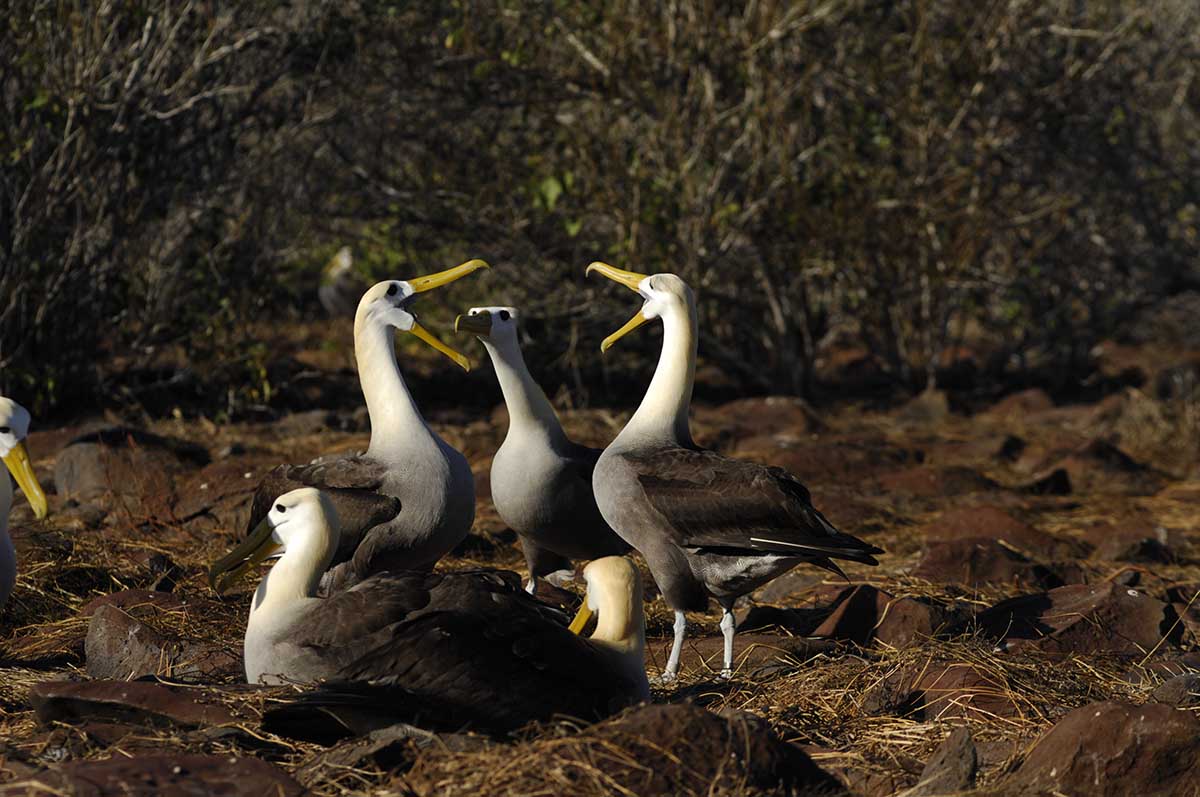 Punta Suarez | Waved Albatross | Galapagos Islands | South America Travel