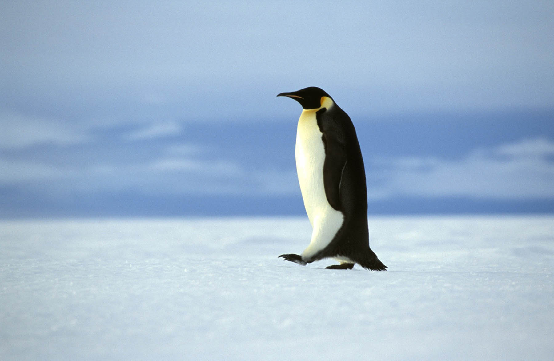 Emperor Penguin | Weddell sea |  Antarctica