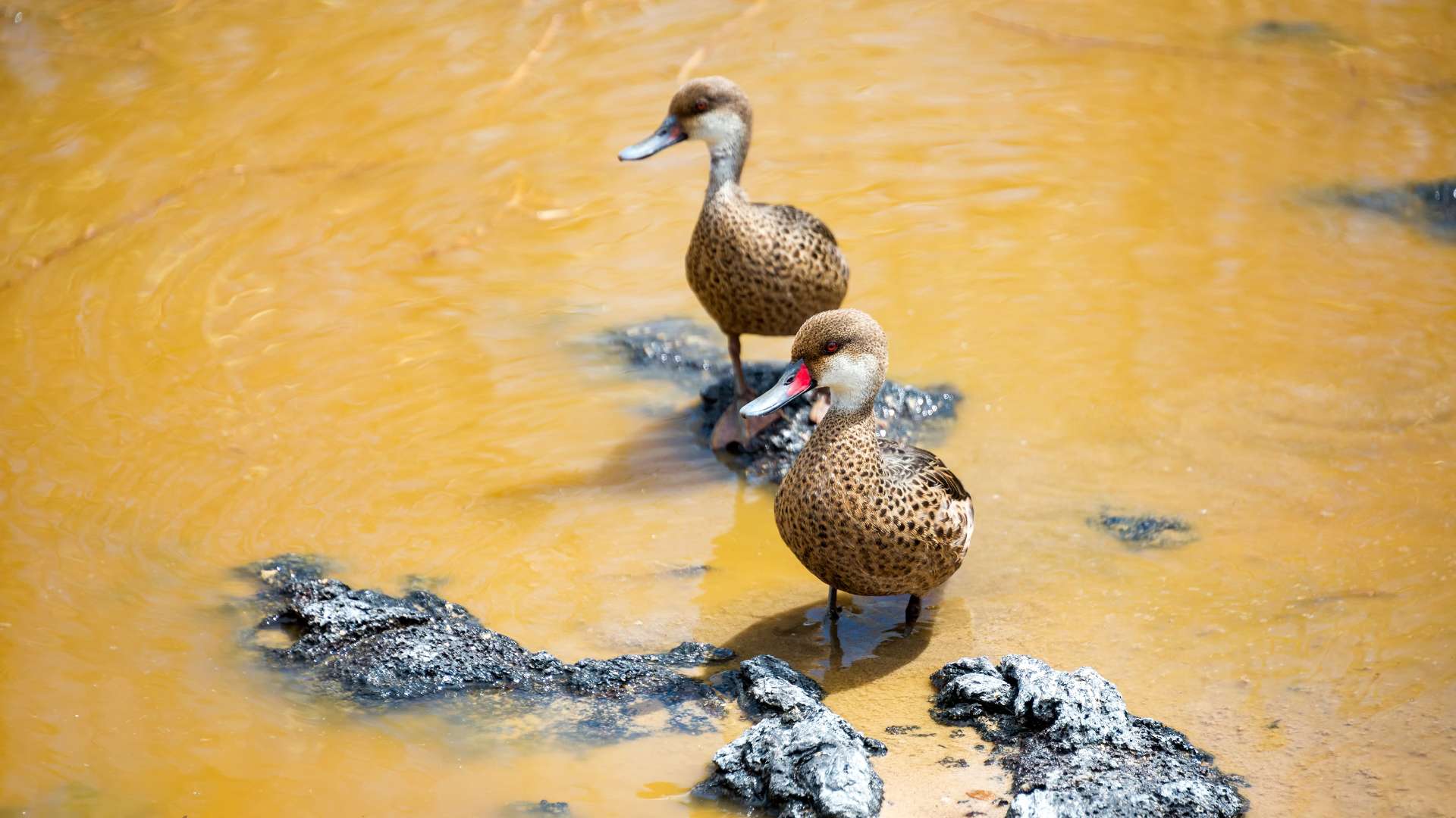 Playa Espumilla | White Cheeked Pintails | Galapagos Islands | South America Travel