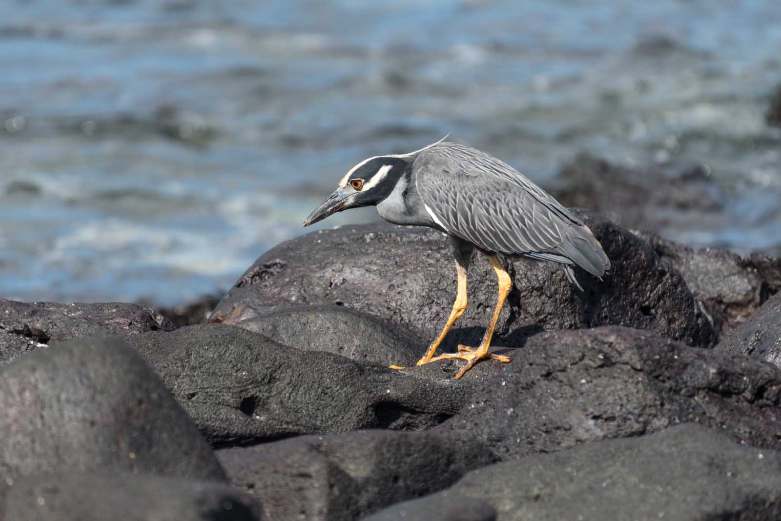 Punta Suarez | Yellow-crowned Night Heron | Galapagos Islands | South America Travel