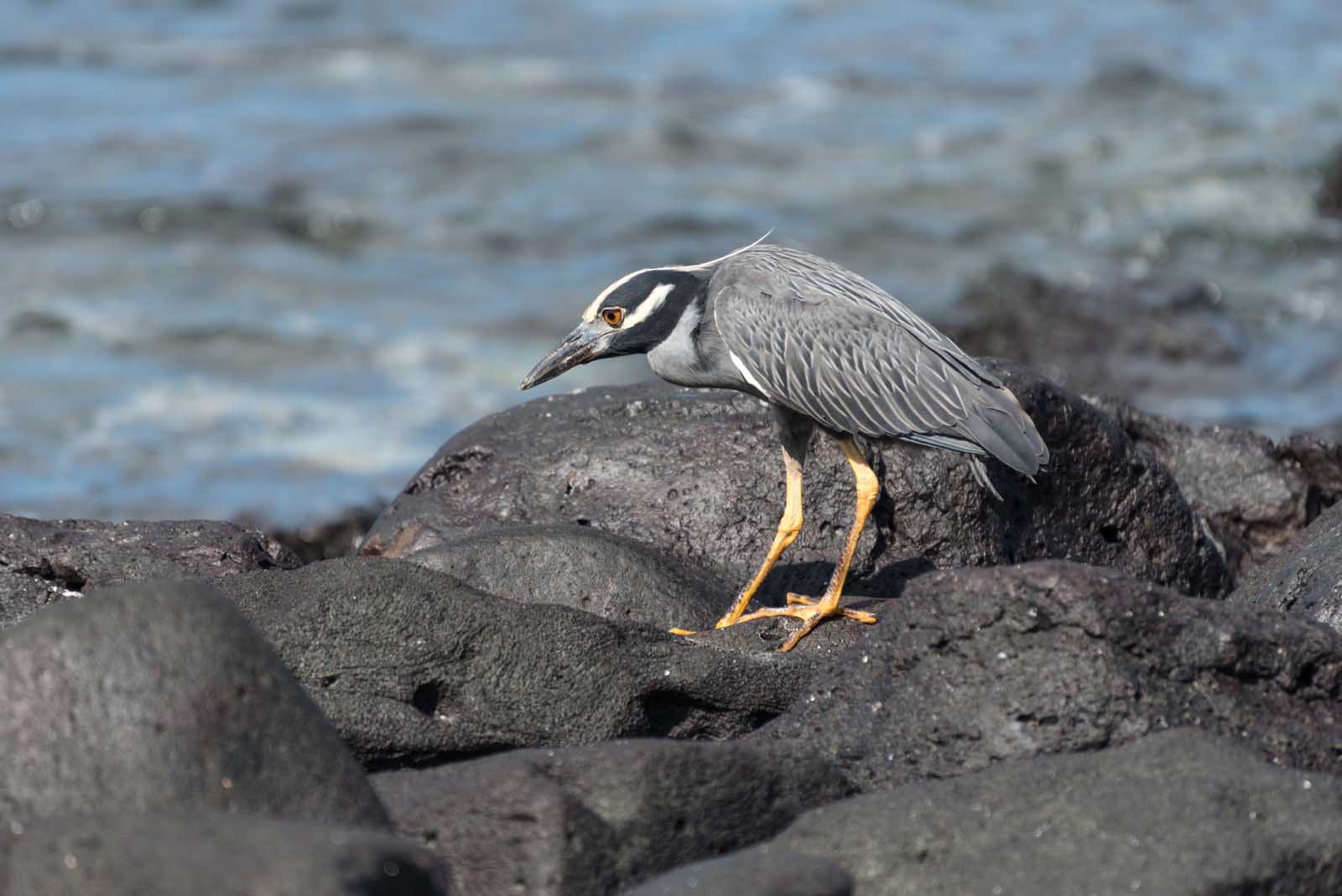 Galapagos 8 day east islands cruise on board the Endemic