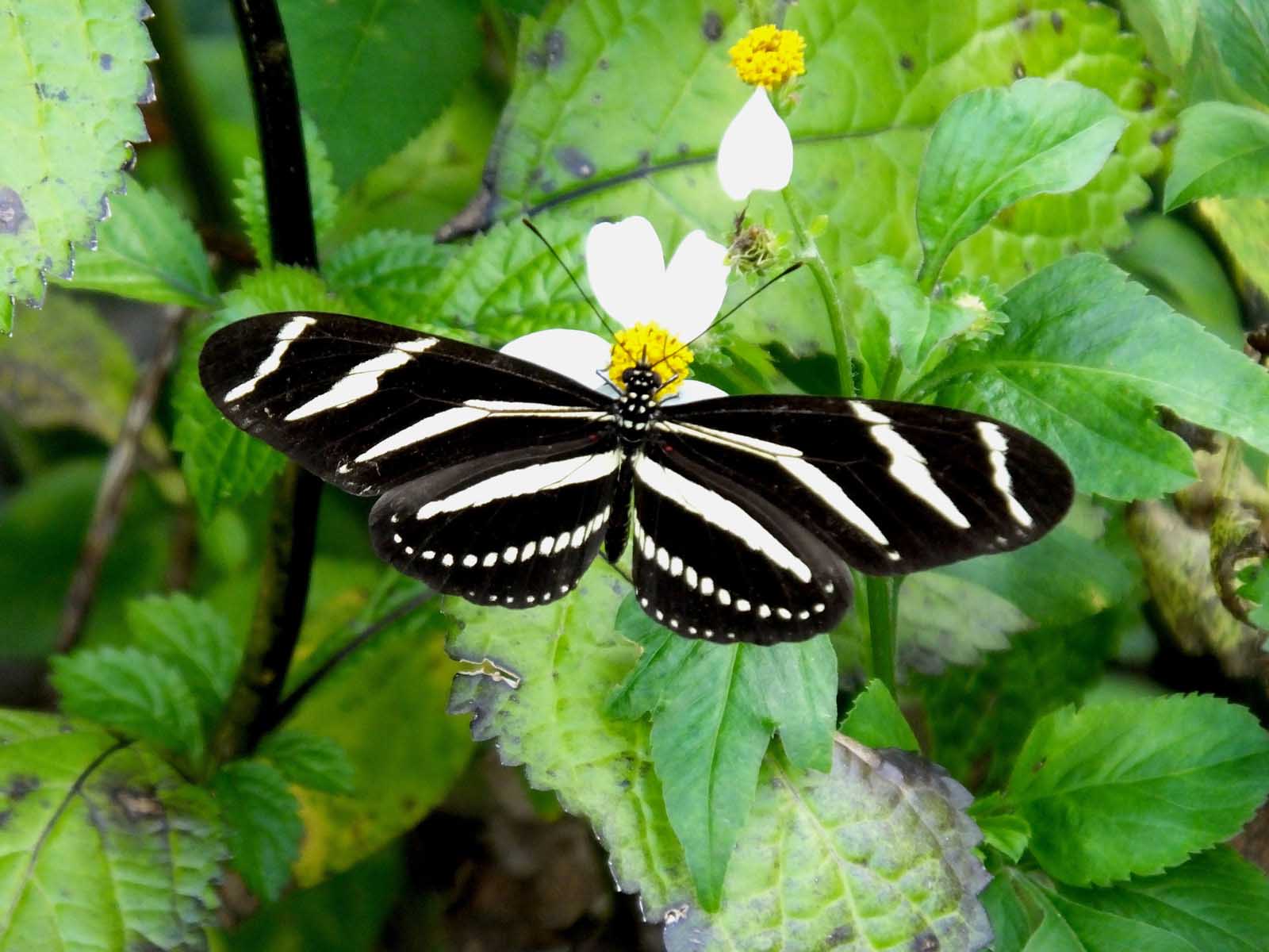 The Enchanting World of Butterflies in Costa Rica