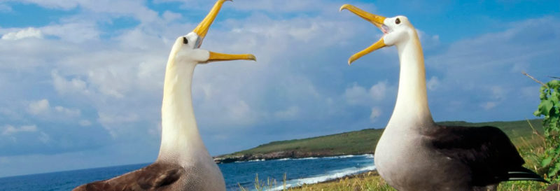  Galapagos | Funny animal dances in the Galapagos Islands