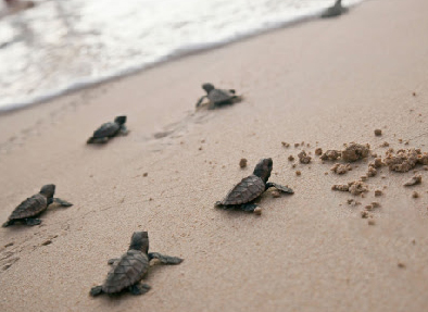  Ecuador | San Lorenzo: The Sanctuary Of Sea Turtles In Manabí