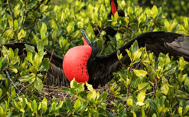 Frigate Bird | Galapagos | South America Travel