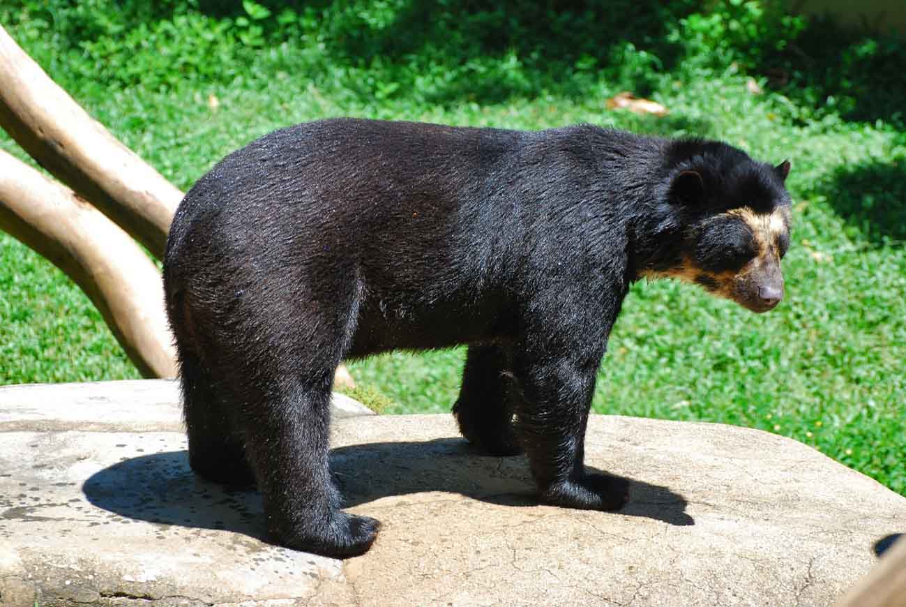  Ecuador | Guide for respectful observation of bears in Ecuador