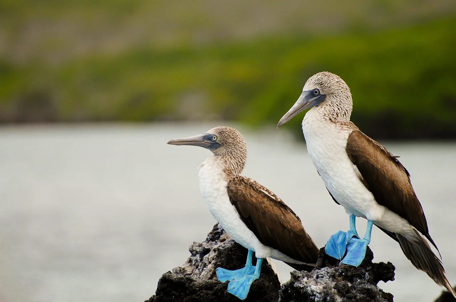 All sizes, Blue-footed Booby