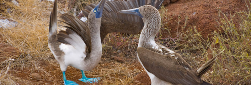  Galapagos Islands | The Galapagos Blue Footed Boobies are under threat