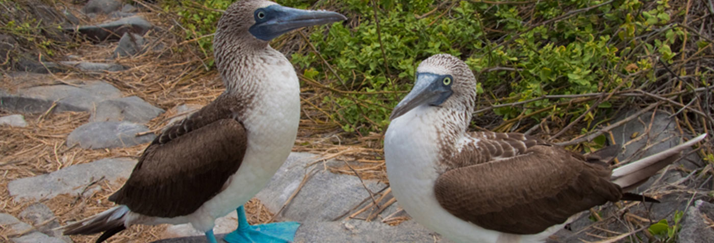  Galapagos | How are the blue-footed booby courtships dances?