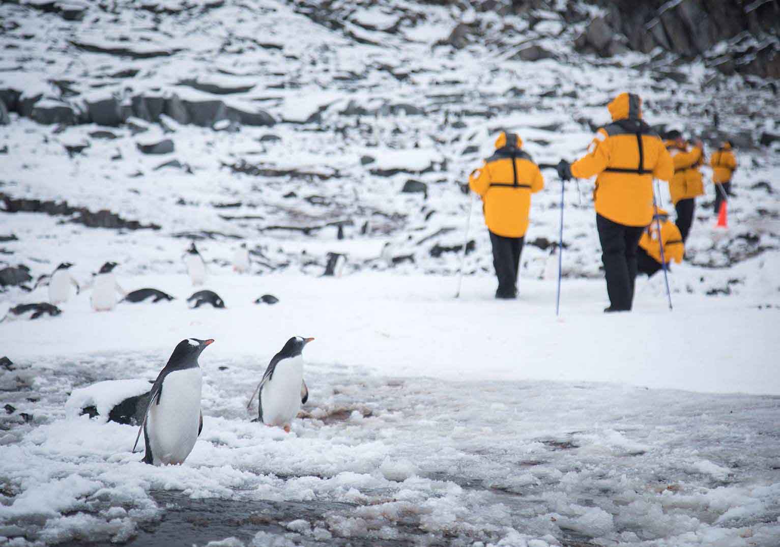 Antarctic Express Tour | Penguin