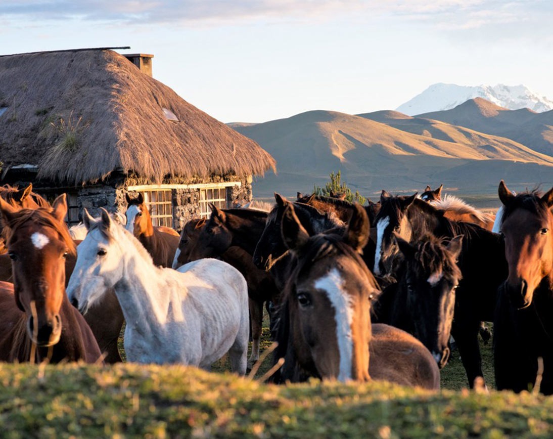 Cotopaxi Horses | Ecuador