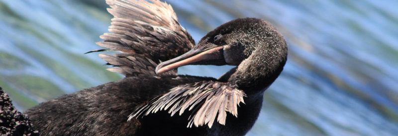 Why do not cormorants fly in the Galapagos?