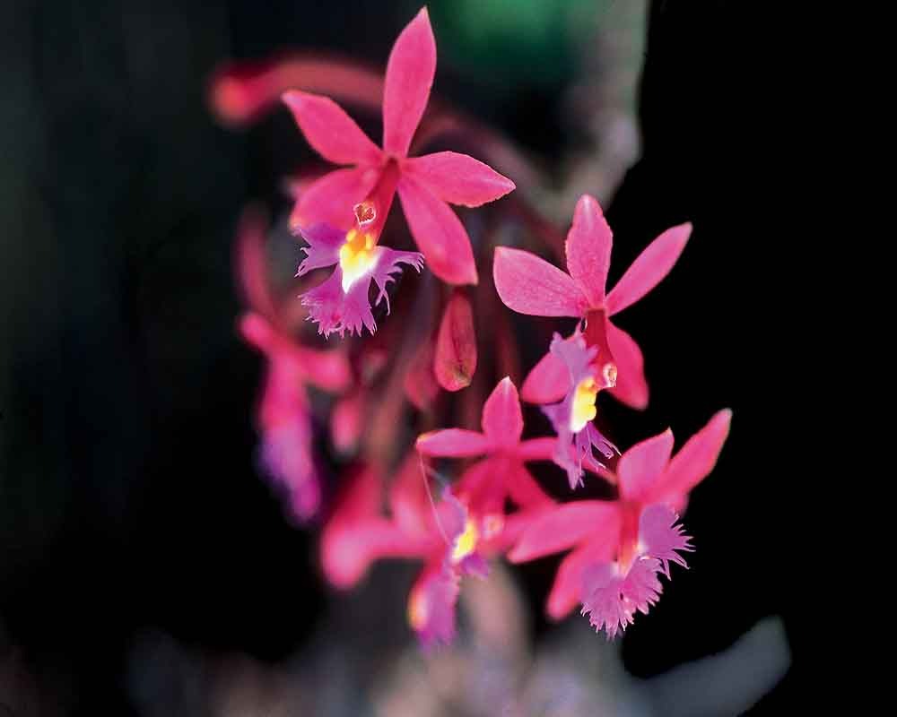 Puno Orchids | Peru