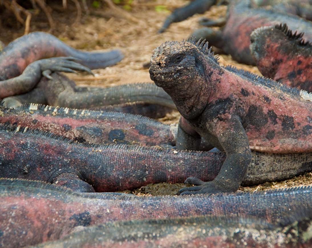 Iguanas