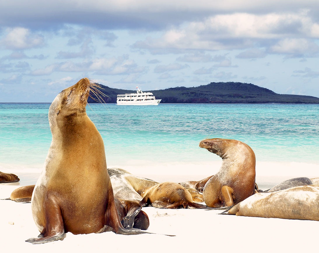 Bahia Gardner | Sea Lions | Galapagos Islands | South America Travel