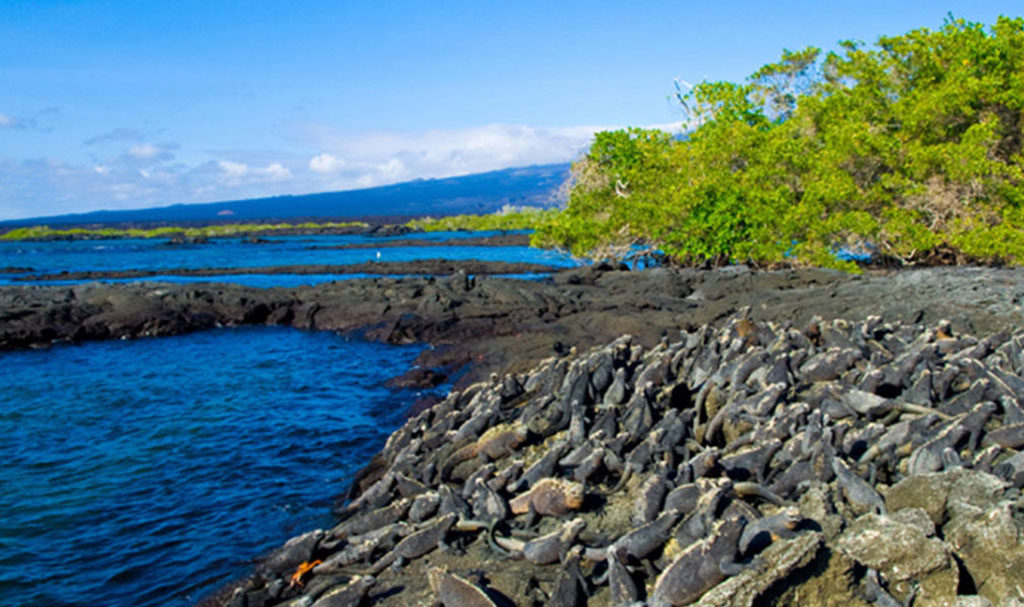  Galapagos | Fernandina Island Volcano in Galápagos